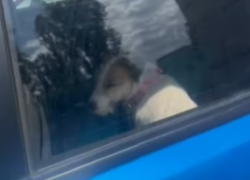 «Собака тяжело дышит»: наплевательское отношение к животным показали в Воронеже 
