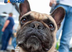 Новый вид мошенничества в Воронеже разлучил мопсов с хозяйкой