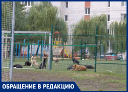 Зубастая десятка: стая собак оккупировала детскую площадку в Воронеже 