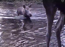 Элегантно переплывающих реку лосей сняли в Воронежском заповеднике