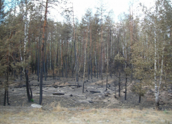 В лесах Воронежской области открыт пожароопасный сезон