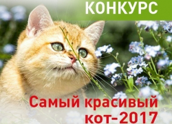 Выберите самого красивого кота Воронежа!