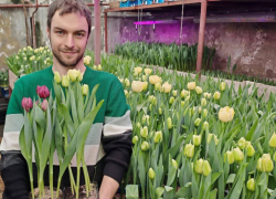 К 8 марта начал продавать тюльпаны в горшочках воронежский Ботанический сад