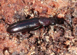 В Воронежском заповеднике энтомологи обнаружили жука первобытных лесов