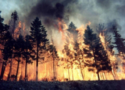 Около 5 часов тушили лесной пожар воронежские спасатели