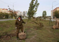 Названы улицы, на которых за 18 млн рублей высадят новые деревья в Воронеже