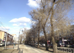 На Кольцовском бульваре в Воронеже спилят гнилые вязы и посадят липы