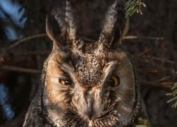 Фото удивительной совы воронежского фотографа оценили в популярном журнале National Geographic 