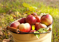 В Воронежской области молодые люди украли яблоки почти на сто тысяч рублей