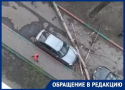Дерево рухнуло на землю и задело машину в Воронеже