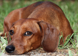 Из-за избиения таксы в Воронеже возбуждено уголовное дело 