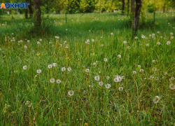 Участок леса с вековыми дубами на 7 га мог быть продан частникам под Воронежем