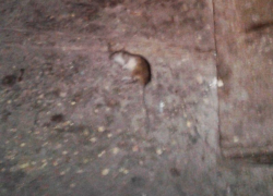 Жирные крысы атаковали подъезд воронежской многоэтажки