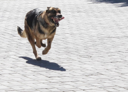 За укус собаки с администрации Верхнемамонского района взыскали 30 тысяч рублей 