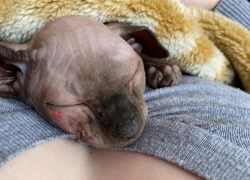 Сквозь страх и слезы спасли котёнка из смертельной ловушки в Воронеже