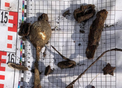 Останки красноармейца подняли в Воронежской области