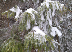 Продлен оранжевый уровень опасности для Воронежа из-за аномальных морозов