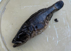 Рыба-уничтожитель завелась в водоеме под Воронежем и вызвала тревогу у местных жителей