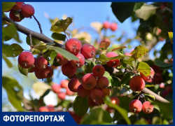 Атмосферу бабьего лета показали на фото в Воронеже
