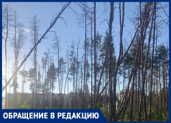 Падающие деревья в Северном лесу вновь привлекли внимание воронежцев
