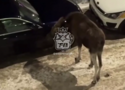 Лесной великан навестил ночной Воронеж