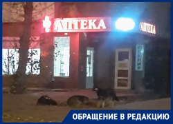 Свора собак нападает на прохожих у воронежской аптеки  