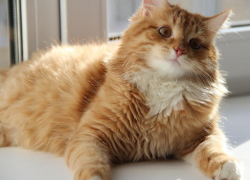 Воронежская кассирша перевела всю выручку зоомагазина лже-директору 