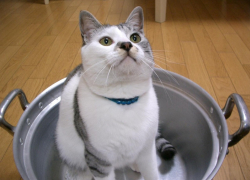 Стало известно, в каких домах Воронежа не будет горячей воды на предстоящей неделе