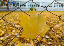 «Отвлекитесь от ковида!»: осенний красавец Воронеж щегольнул перед объективом фотографа своей желтой мантией 