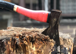 Полмиллиона рублей заплатит осужденный за вырубку дубов под Воронежем