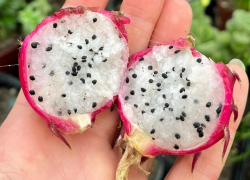 Экзотический фрукт впервые зацвел в ботаническом саду ВГУ