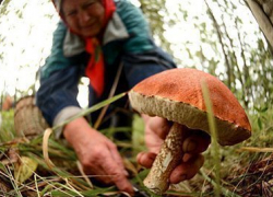 Как собирать грибы, чтобы не отравиться ими, - рассказал воронежский грибник