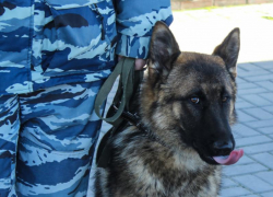 Бродячим эксгибиционистом заинтересовались следователи в Воронеже