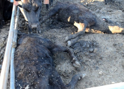 Воронежские коммунисты посчитали виновником массовой гибели заморских коров в Аннинском районе капитализм