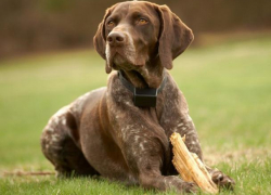 Воронежец получил условный срок за жестокое избиение парня, сбившего собаку