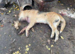 Массовое убийство собак в воронежском приюте начала расследовать полиция 