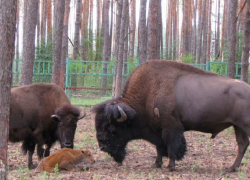 Пара бизонов в воронежском зоопитомнике в четвертый раз стала родителями 