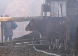 Сразу 24 коровы сгорели в мощном пожаре на ферме в Воронежской области