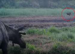 Неудачное свидание лосей в воронежском заповеднике сняли на видео