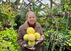 Лимоны колоссальных размеров вырастила агроном в Ботаническом саду Воронежа
