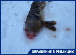 Воронежская спортсменка сообщила об обезглавленном трупе собаки в «Олимпике»