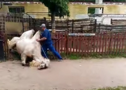 На видео попал момент жесткого падения верблюда в Воронежском зоопарке