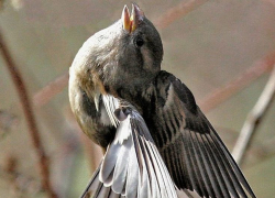 В Воронежской области задержаны шесть браконьеров, охотящихся на птиц