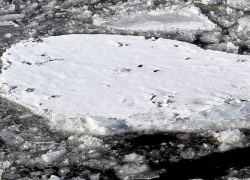 Пьяный рыбак стал заложником льдины на Воронежском водохранилище 