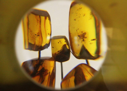 Неизвестных человечеству насекомых обнаружил в янтаре воронежский ученый