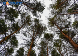 Пропавшую 15-летнюю школьницу нашли живой в Воронеже