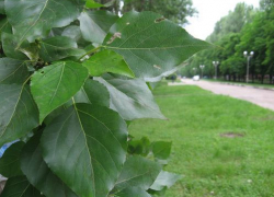 В Воронеже планируется вырубить больше 2 тысяч деревьев на магистральных улицах