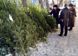 Кто в Воронеже захватил елочные  базары и почему городские власти отказались от 1 млн. рублей (АУДИО)