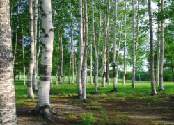 Под Воронежем высадили 6 тысяч сеянцев березы