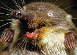 84 года назад русскую выхухоль поставили под охрану в Воронежской области